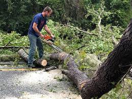 How Our Tree Care Process Works  in  Lone Jack, MO