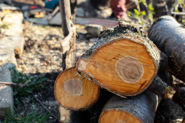 Lone Jack, MO Tree Care Company