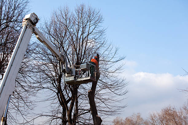 Seasonal Cleanup (Spring/Fall) in Lone Jack, MO